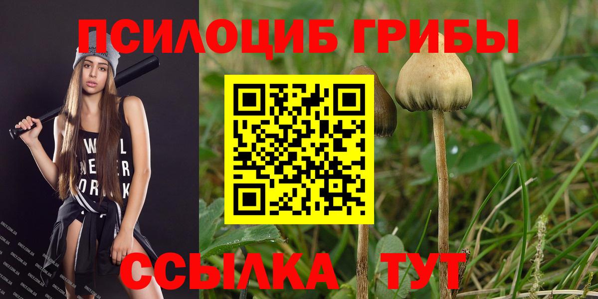 Томск  цена   Вход с VPN  Псилоцибиновые грибы Psilocybine cubensis 