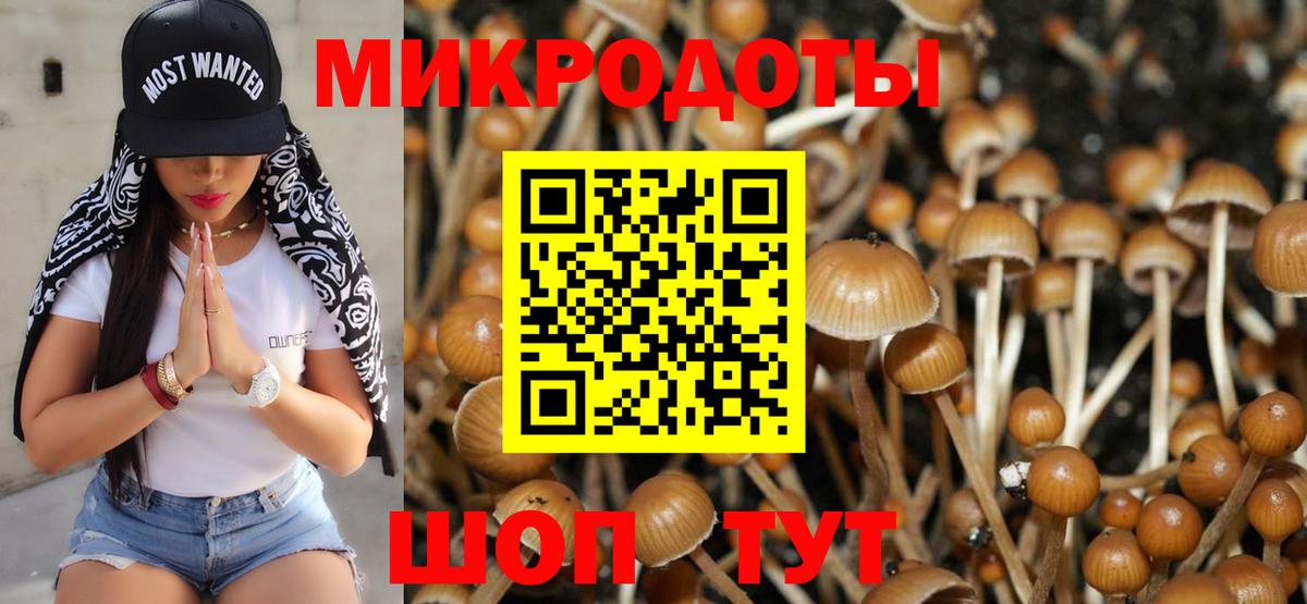 Псилоцибиновые грибы Cubensis Томск
